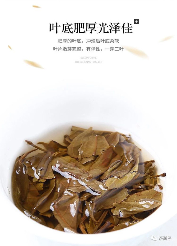 千古茶皇